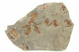 Ordovician Carpoid Fossil Plate - Ktaoua Formation, Morocco #289211-1